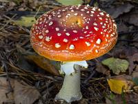 Sanftes Licht am Fliegenpilz